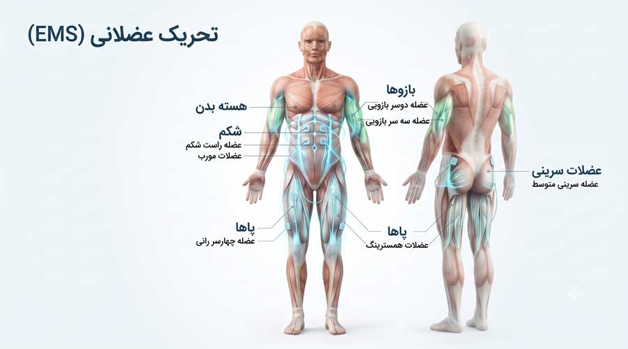 تصویر فواید و کاربرد EMS برای تقویت عضلات و فرم دهی بدن